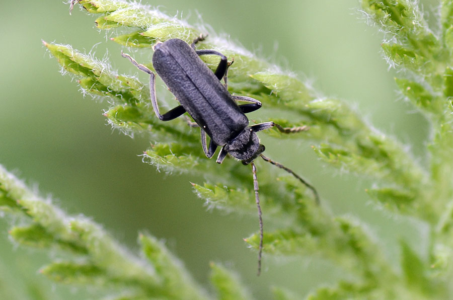 Cantharis di colore nero